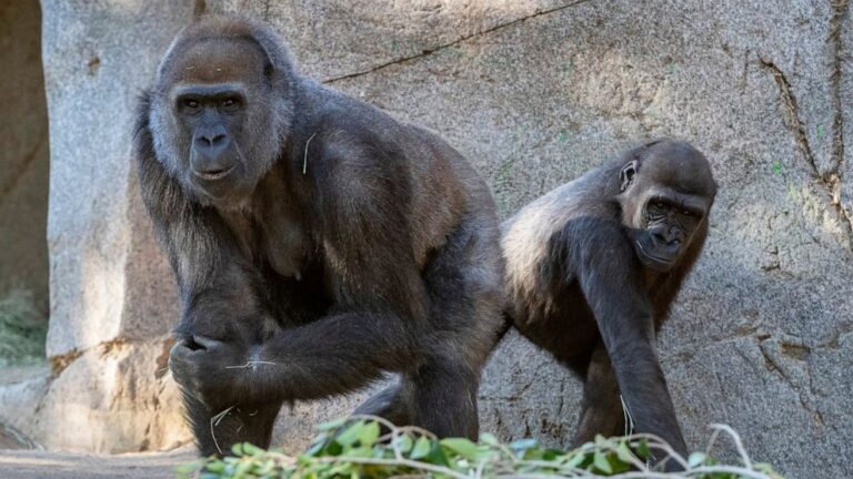 Zoo vaccinates great apes against COVID-19