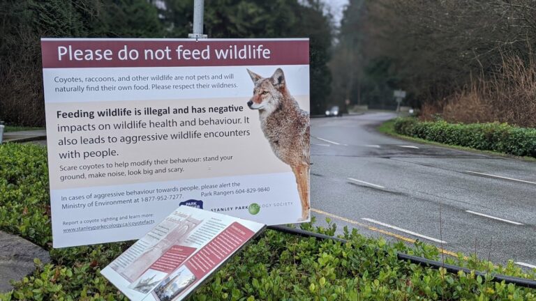 Vancouver mulls wildlife feeding fine as jogger faces 6-month rehab from coyote attack