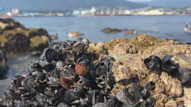 Up to a billion seashore creatures were cooked to death during B.C. heat wave, researcher says