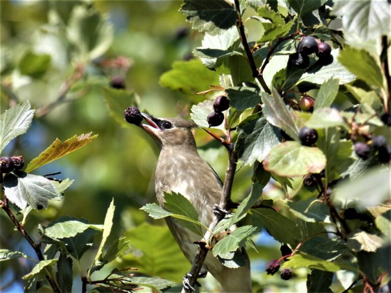 Slim pickings: Manitoba berry farms producing 1/3 of regular supply due to weather