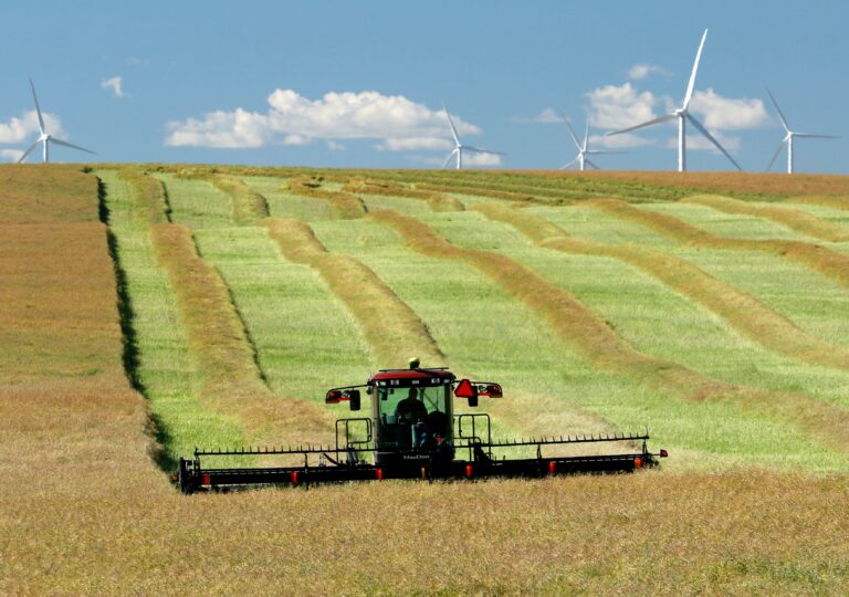 ‘Lots of damage’: Farmers hope for rain as wheat, canola roiled by extreme heat