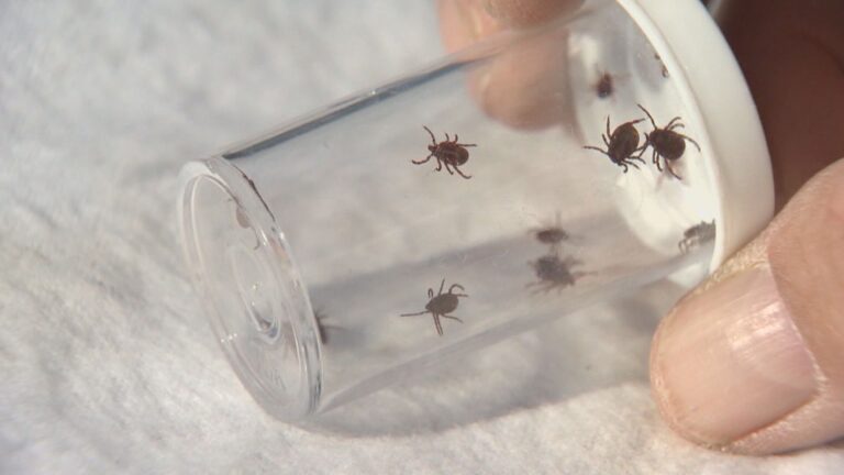 Ticks carrying Lyme disease at significant risk level in West Island: Montreal Public Health
