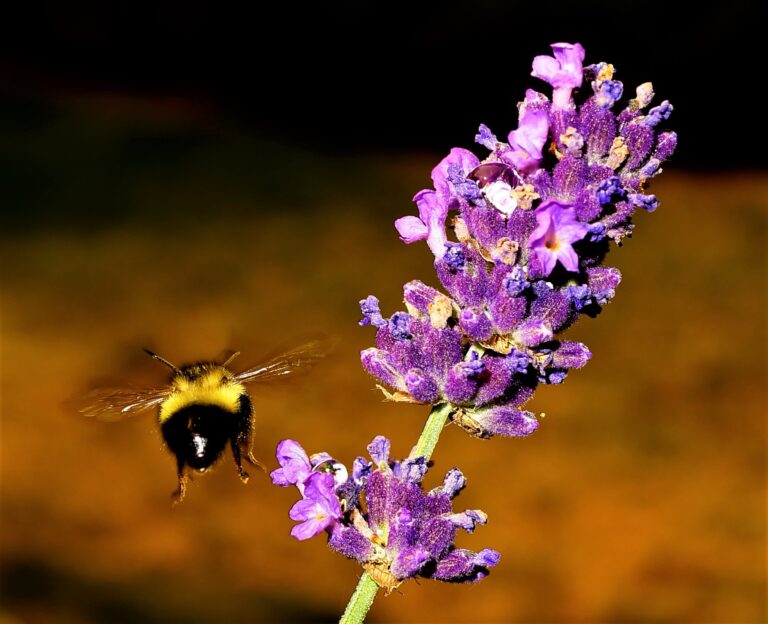 Bees stung by Manitoba’s dry summer, lack of nectar