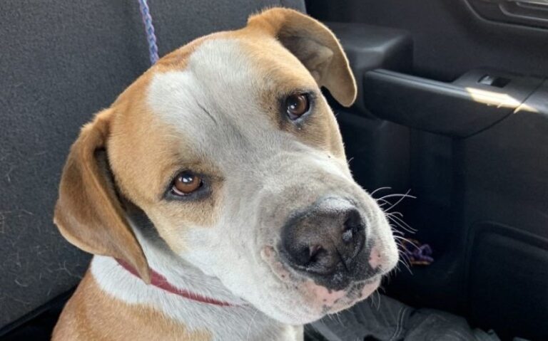 Do you know this dog? BC SPCA searching for owners of pooch found loose near Lytton