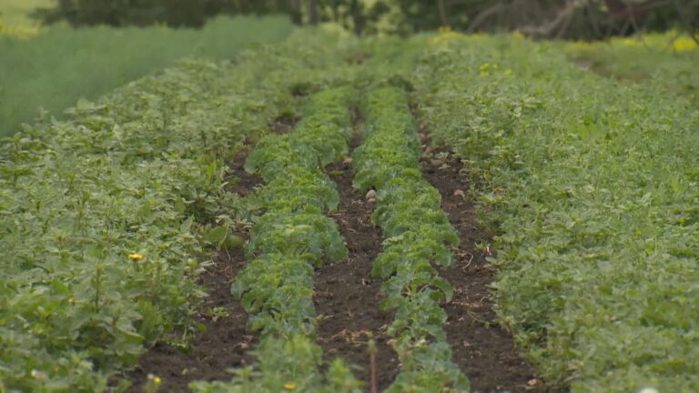 Alberta farmers assessing impacts of summer heat wave on crops, animals