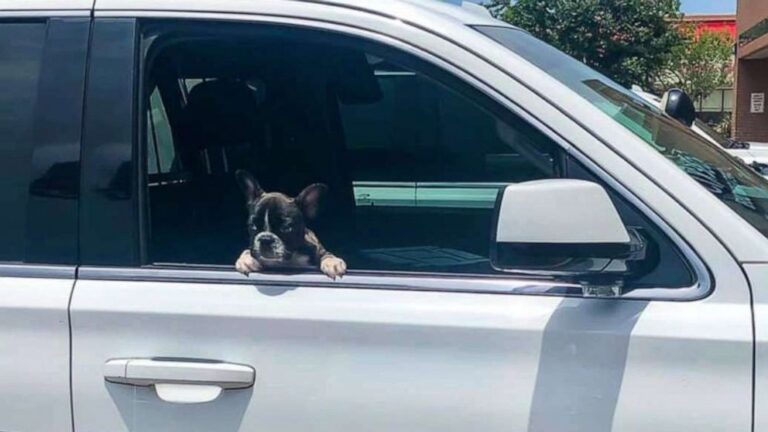 2 women arrested after stealing French bulldog puppy worth $10,000 from pet store