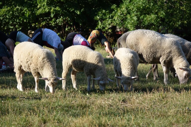 Montreal’s urban sheep mow grassy park, drop in on yoga classes and bring joy to city dwellers