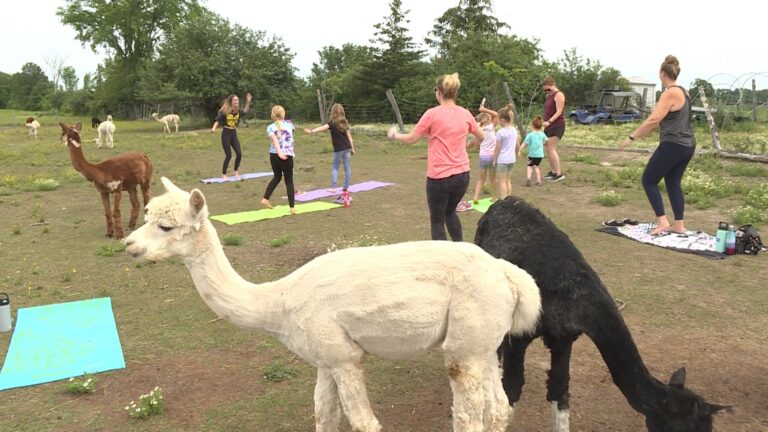 ‘They’re a very timid animal’: Napanee farm now offers ‘Alpaca Yoga’