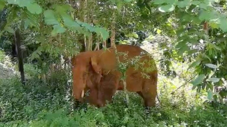 One of China’s wandering elephants is returned to reserve