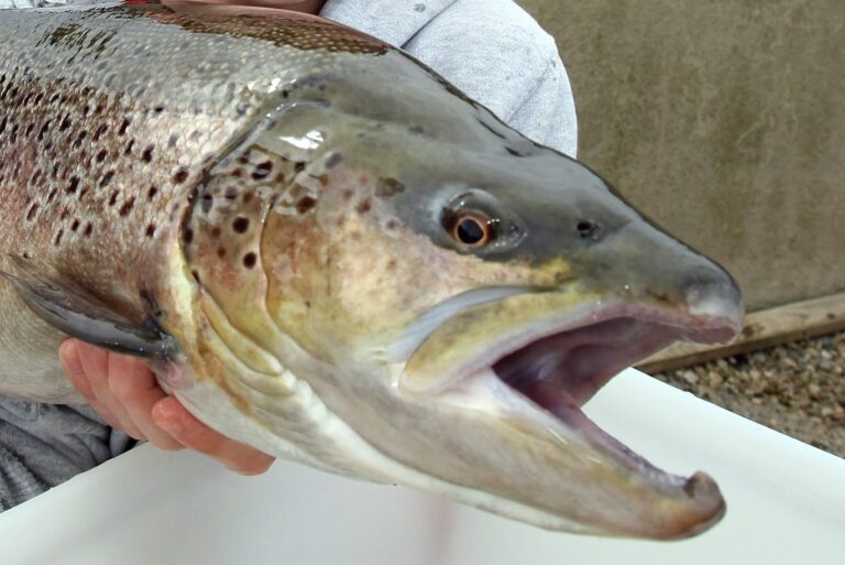 Fish can get hooked on meth in drug-polluted waters, study suggests