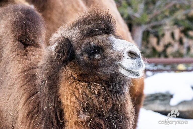 Camel dies while giving birth at Calgary Zoo