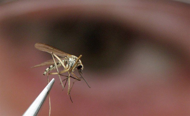 Hot, dry weather means fewer mosquitoes in Edmonton but more yellowjackets and ants