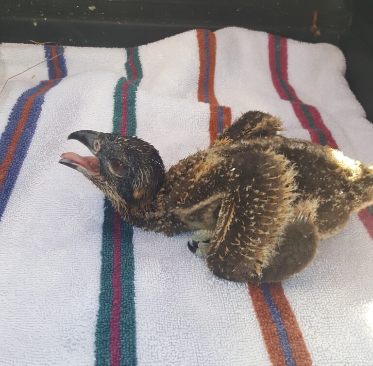 ‘It’s horrible’: B.C. heat wave killed birds, some saved by Okanagan raptor centre