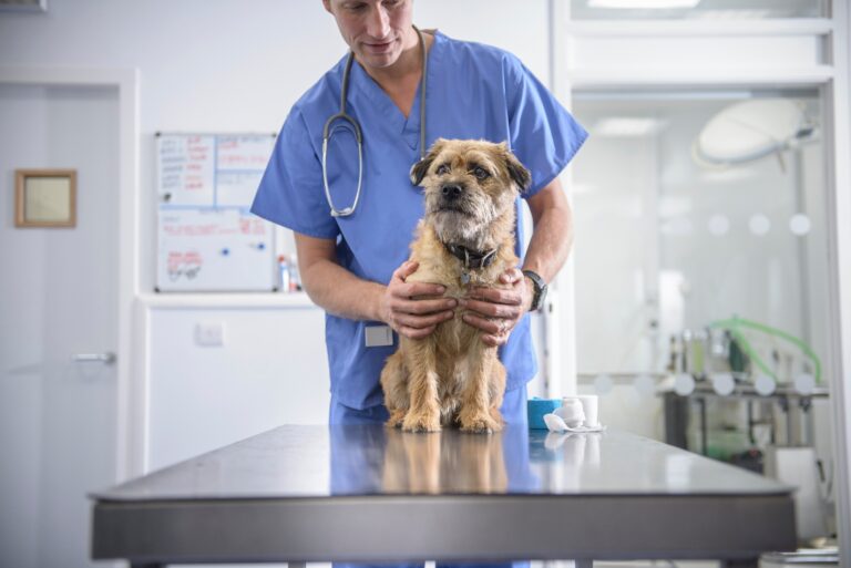 N.S. vet agrees to give up licence, sell practice after mistakenly euthanizing dog