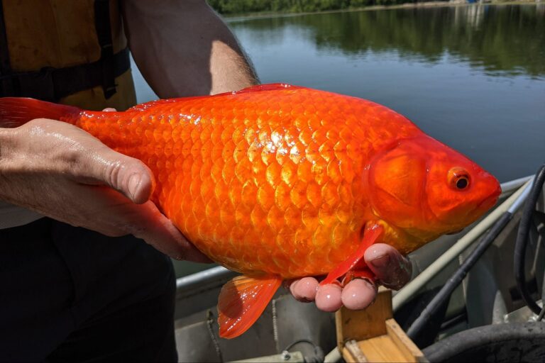 Giant, un-flushable goldfish posing a major problem in Minnesota