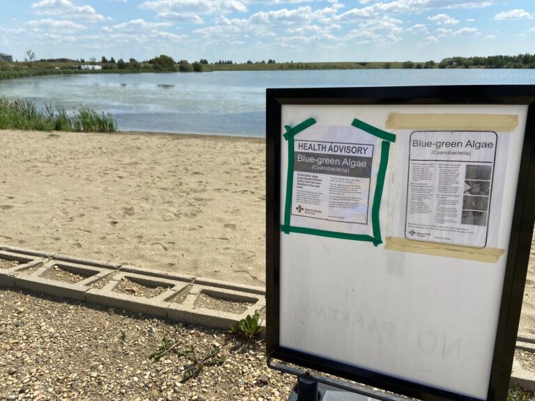More blue-green algae blooms in Alberta after record heat