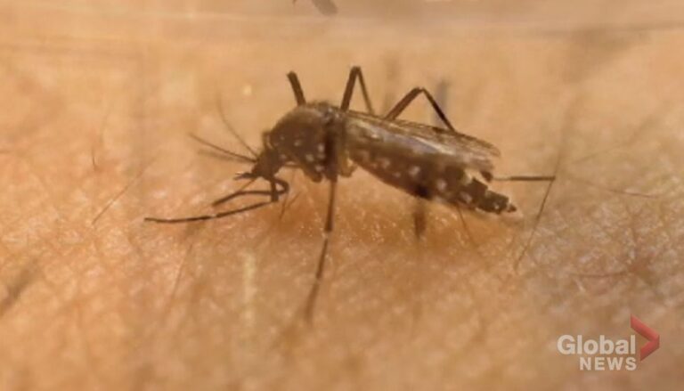 Mosquitoes making life difficult for Reginans