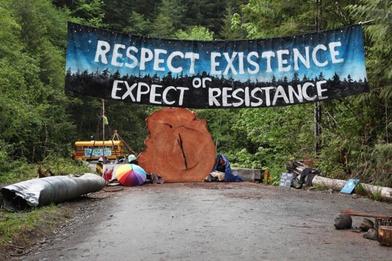 B.C. old-growth logging protests having political impact, says UBC expert