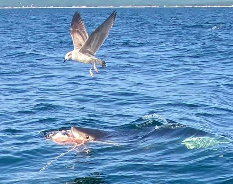 Shark seen feeding off N.S. by whale watchers was young great white: marine biologist