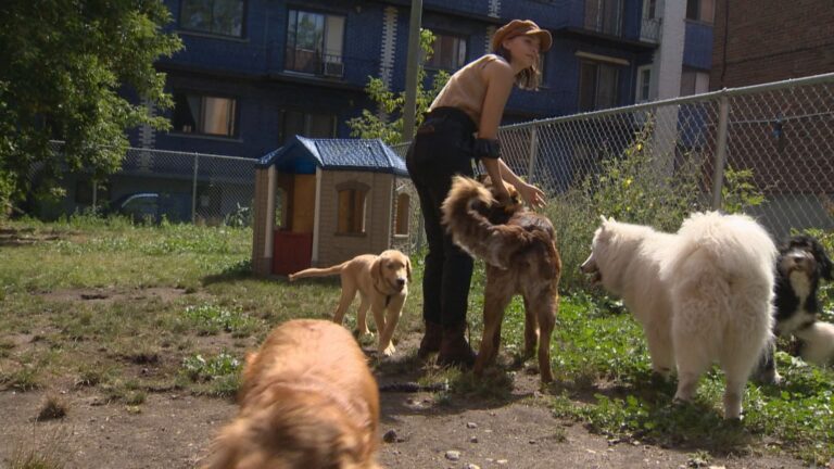 Doggie daycare owner fighting eviction notice in Côte-des-Neiges-NDG