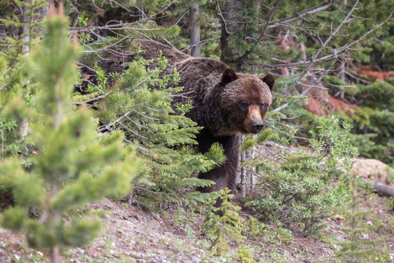 Kananaskis Country mountains closed after grizzly with cubs charged at people