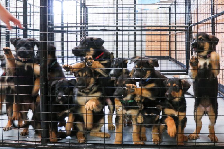 Vernon, B.C. animal control teams up with wildfire evacuee, temporarily housing 14 puppies