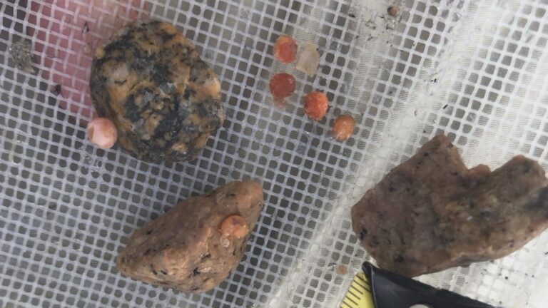 Early drawdown of Okanagan Lake compromised fish restoration efforts, says BC Wildlife Federation
