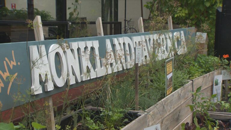 Montreal neighbourhood welcomes urban gardens offering free herbs