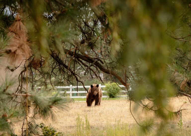 Okanagan residents urged to secure garbage after hungry bears displaced by wildfires