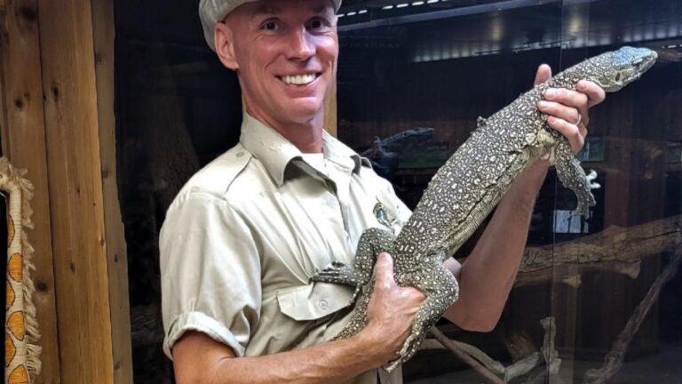 Large lizard believed to have escaped Little Ray’s in Hamilton has been found