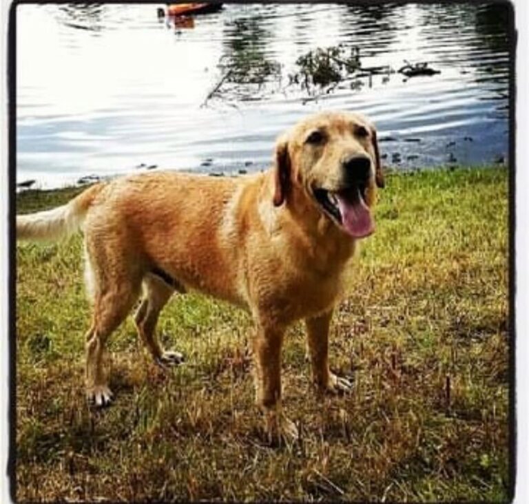 A N.B. family’s lost dog has been found, but still may never come home