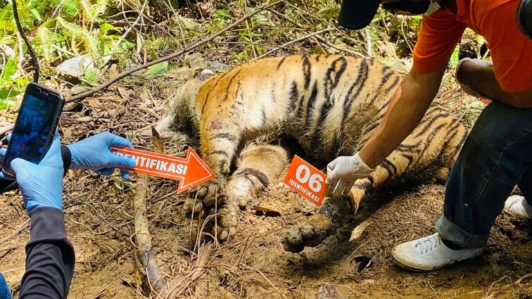 3 endangered Sumatran tigers found dead in Indonesia