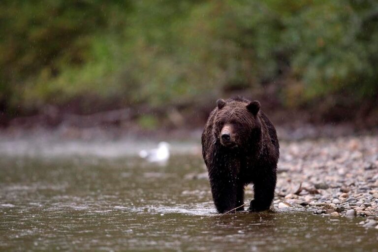 A decade of broken promises: How Canada failed to meet its goal for protecting land and water