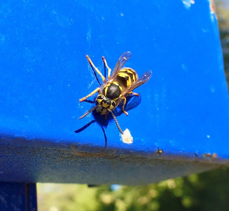 Chirp chirp, buzz buzz: Wasps, crickets still plaguing Manitobans this summer