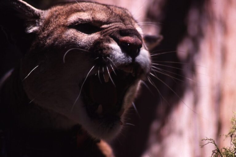 ‘Hero’ mom punches mountain lion to save her son, 5