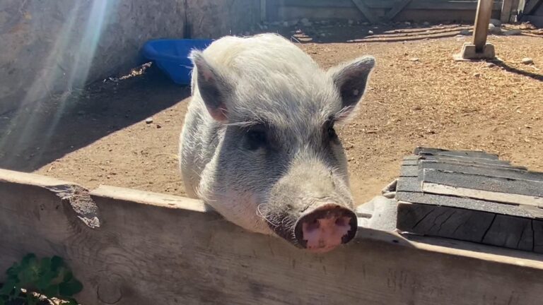 Pig sanctuary moves from Kelowna to Peachland, B.C.