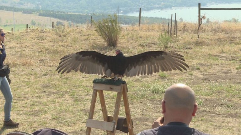 Okanagan residents watch as raptors soar over Allan Brooks Nature Centre