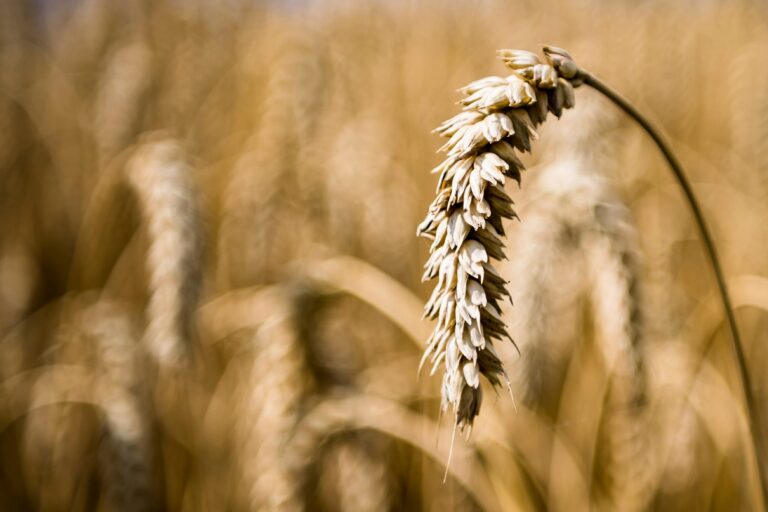 Yields lower than original estimates as harvest progresses in Saskatchewan