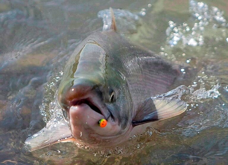 Experts await details on feds’ new strategy for B.C. salmon