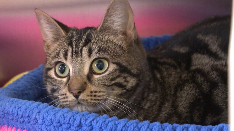 ‘Cat crisis’: Regina Humane Society reaching facility capacity for felines