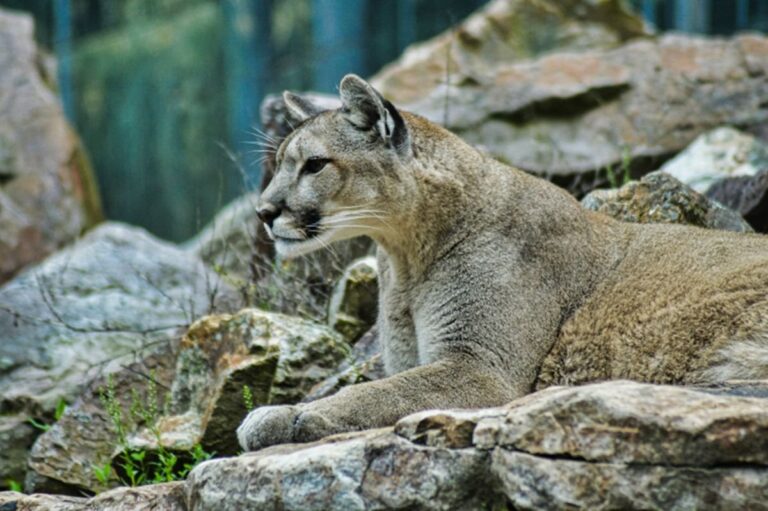 Kelowna cougar sightings raise hackles but not much concern