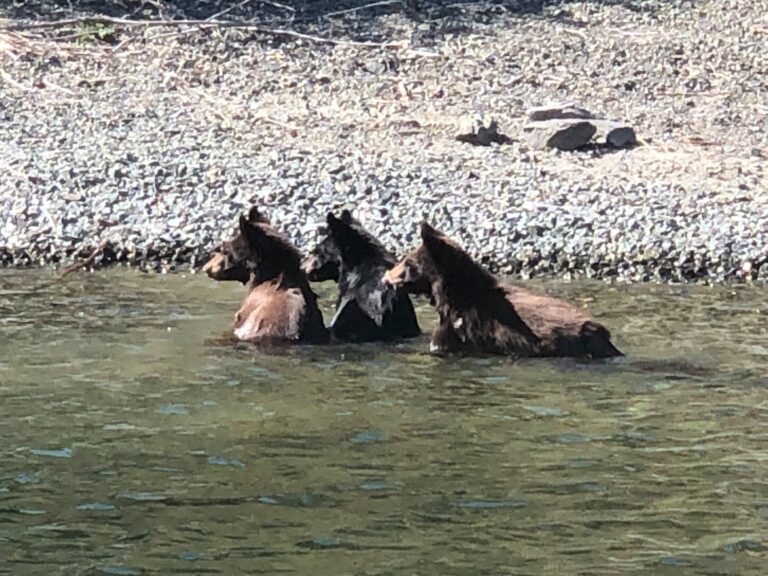 ‘My heart started racing’: Bear sightings on the rise in Central Okanagan
