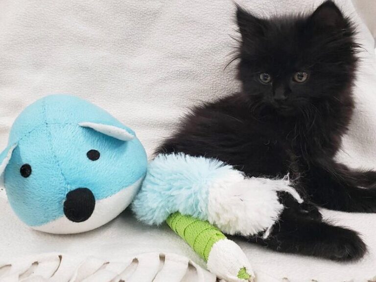 Kitten that lost its tail after being thrown from vehicle in Kelowna on the mend
