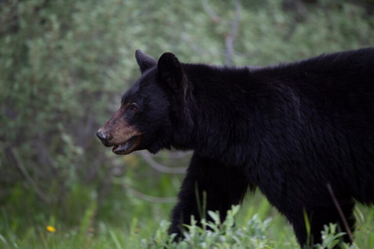 Bear watch underway in Central Okanagan parks as sightings increase: Regional district