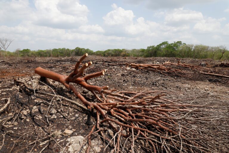 Tree planting efforts can’t keep up with wildfire destruction, evidence shows