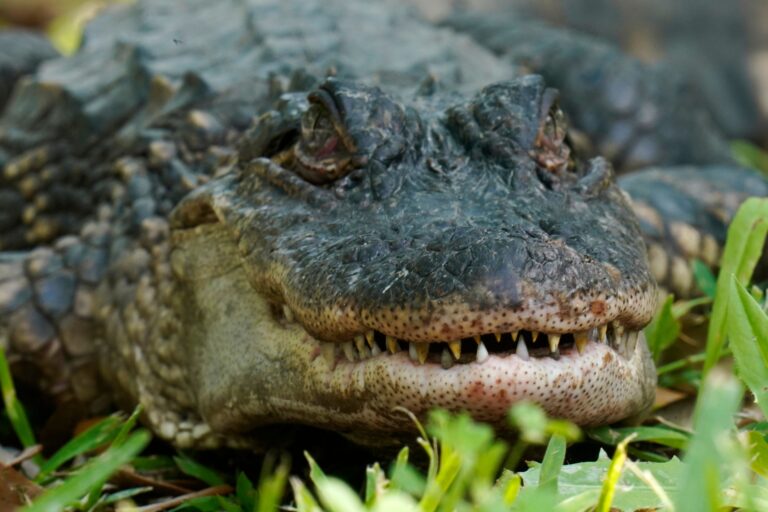 Human remains found in 500-pound alligator after Louisiana attack