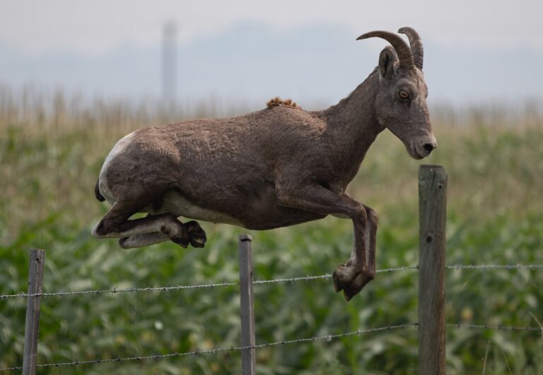 ‘Exceedingly rare’ mountain goat attack leaves grizzly bear dead in B.C. park