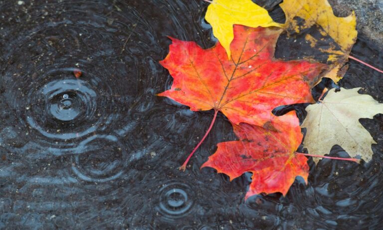 Flood watch in effect for Kawartha Conservation watershed area