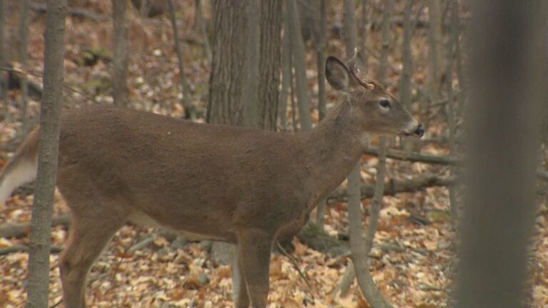 Cellphone leads to hefty Saskatchewan hunting fines for Alberta couple