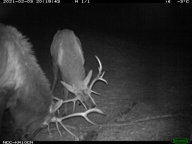 Trail cameras in Crowsnest Pass tracking wildlife behaviour near Highway 3